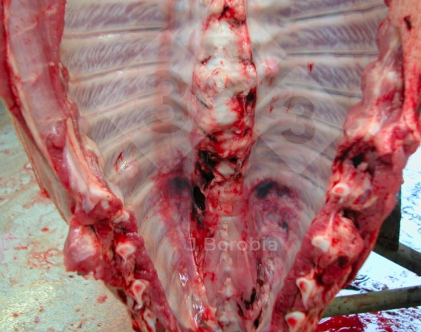 Figura&nbsp;3. Exostosis &oacute;sea en las costillas de un cerdo&nbsp;muerto&nbsp;en la granja
